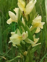 Dactylorhiza insularis