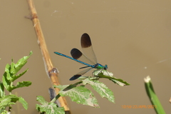 Calopteryx syriaca