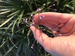 Verbena litoralis litoralis