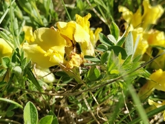 Chamaecytisus hirsutus, photograph Ljaž, CC BY, iNaturalist via GBIF