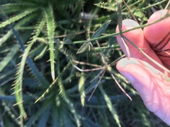 Verbena litoralis litoralis