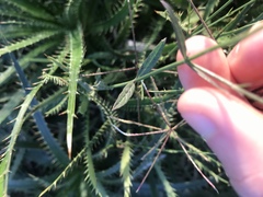 Verbena litoralis litoralis