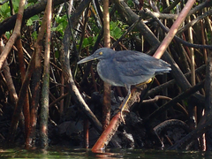 Butorides striata sundevalli