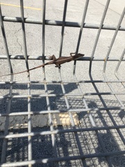 Anolis carolinensis