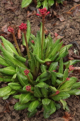 Primula maximowiczii