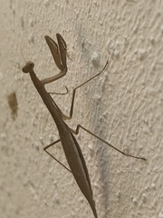 Eumusonia