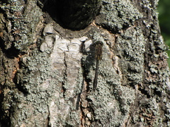 Cordulia aenea aenea