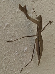 Eumusonia