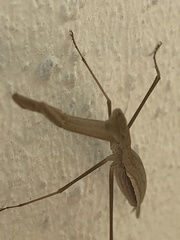 Eumusonia