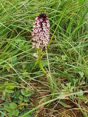 Neotinea ustulata ustulata