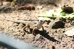 Leiolepis belliana