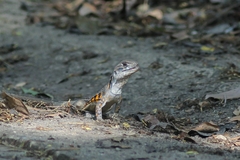 Leiolepis belliana
