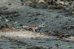 Leiolepis belliana