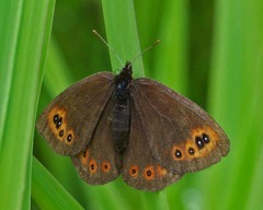 Erebia epipsodea