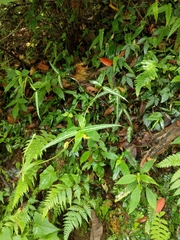 Gardneria multiflora