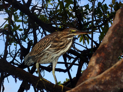 Butorides striata sundevalli