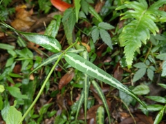 Gardneria multiflora