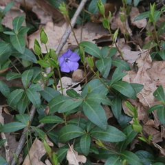 Vinca minor