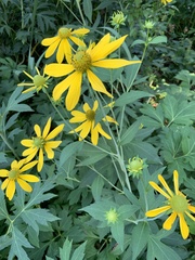 Rudbeckia nitida