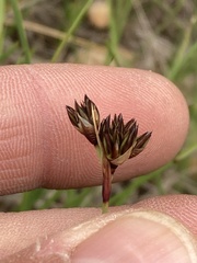 Juncus falcatus