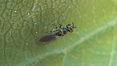Cirrospilus