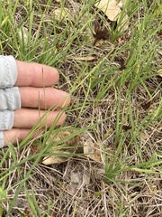 Juncus falcatus