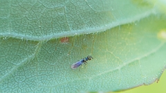Cirrospilus