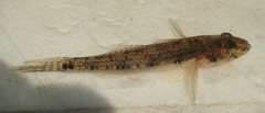 Glossogobius callidus