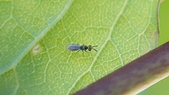Cirrospilus