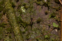 Neopantopsalis thaumatopoios