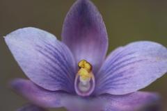 Thelymitra × dentata