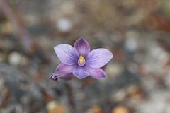 Thelymitra × dentata