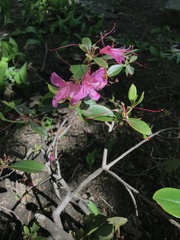 Rhododendron