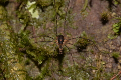 Neopantopsalis thaumatopoios