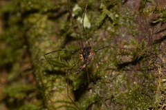 Neopantopsalis thaumatopoios