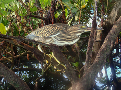 Butorides striata sundevalli