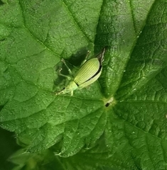 Polydrusus formosus