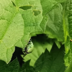 Polydrusus formosus