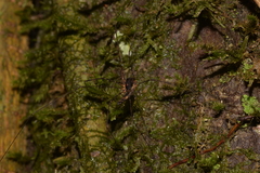 Neopantopsalis thaumatopoios