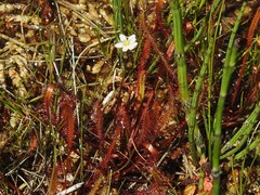 Drosera linearis