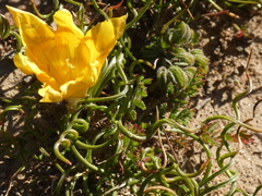 Romulea tortuosa aurea