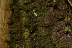 Neopantopsalis thaumatopoios