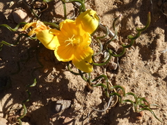 Romulea tortuosa aurea