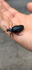 Meloe violaceus