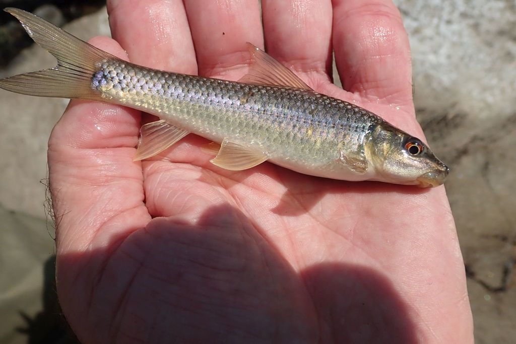 Redeye Labeo from Selati River, Phalaborwa, South Africa on April 28 ...