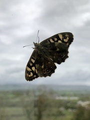 Pararge aegeria