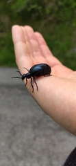 Meloe violaceus