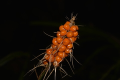 Lomandra spicata