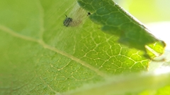 Pamphilioidea