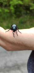 Meloe violaceus